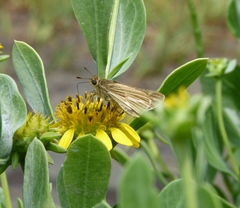Panoquina panoquin