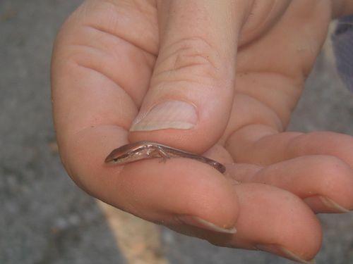 Scincella lateralis