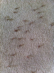 Kalotermitidae