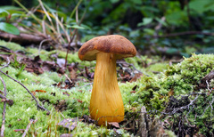 Aureoboletus roxanae