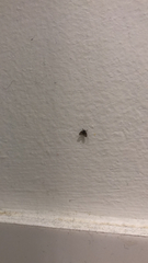 Clogmia albipunctata