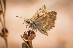 Carcharodus