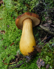 Aureoboletus roxanae