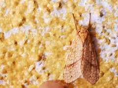 Lophocampa annulosa