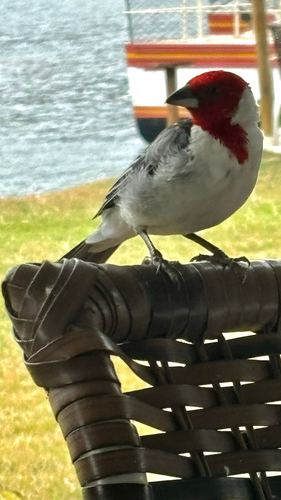 Red-cowled Cardinal