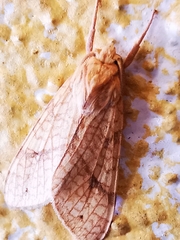Lophocampa annulosa