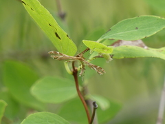 Geina periscelidactylus