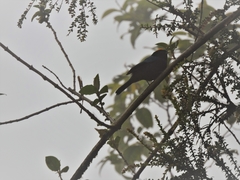 Iridosornis rufivertex