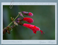 Salvia quitensis