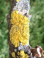 Xanthoria parietina