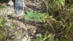 Euphorbia stepposa