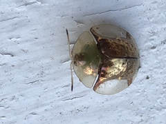 Aspidimorpha quadriremis