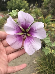 Malva subovata
