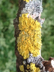 Xanthoria parietina