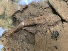 Cottus caeruleomentum