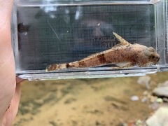 Cottus caeruleomentum