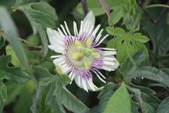 Passiflora bryonioides