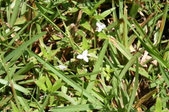 Murdannia keisak