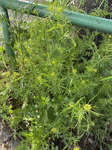 Sisymbrium irio iNat (3)