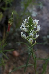 Hebenstretia parviflora