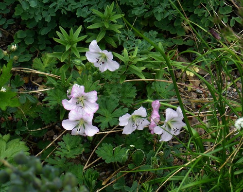 Geranium farreri