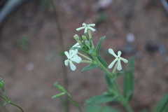 Lyperia