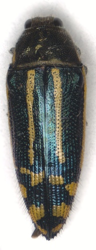 Acmaeodera digna