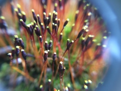 Tetraplodon mnioides