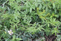Passiflora bryonioides
