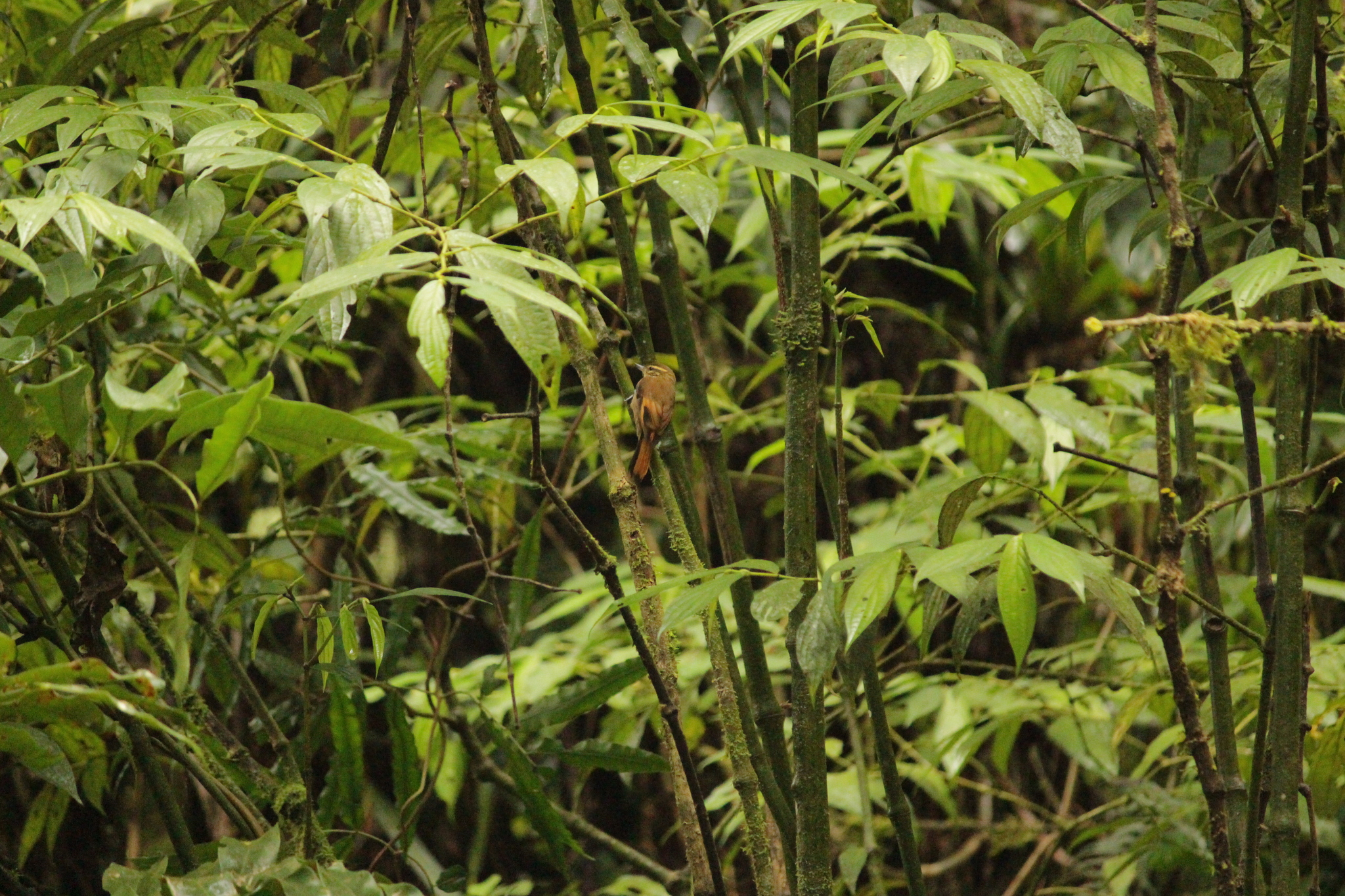 Atlantic Plain Xenops (Xenops minutus), photo 9