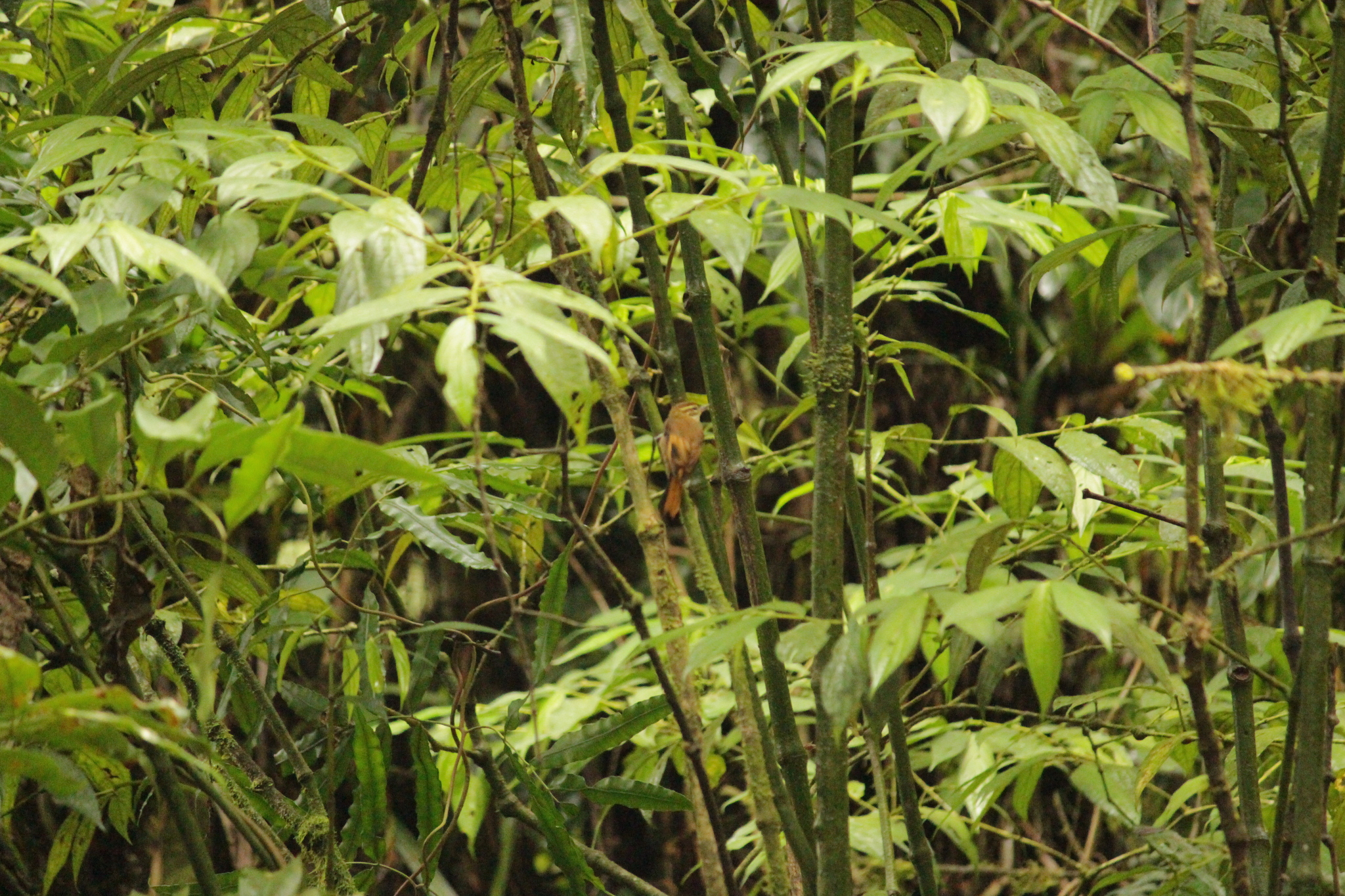 Atlantic Plain Xenops (Xenops minutus), photo 10
