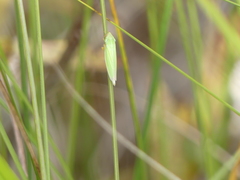 Draeculacephala angulifera