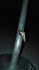 Cydalima perspectalis