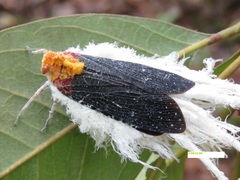 Cerogenes auricoma