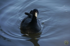 Fulica americana