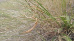 Astragalus asotinensis