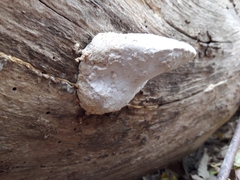 Buglossoporus quercinus