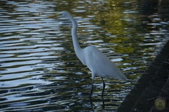 Ardea alba