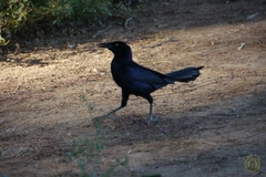 Quiscalus mexicanus