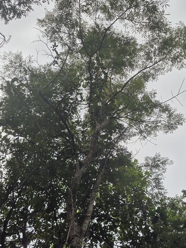 Foto de Candeia