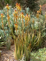 Aloe wickensii