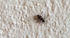 Enoclerus bombycinus