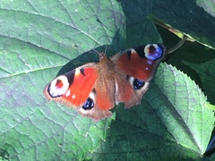 Aglais io