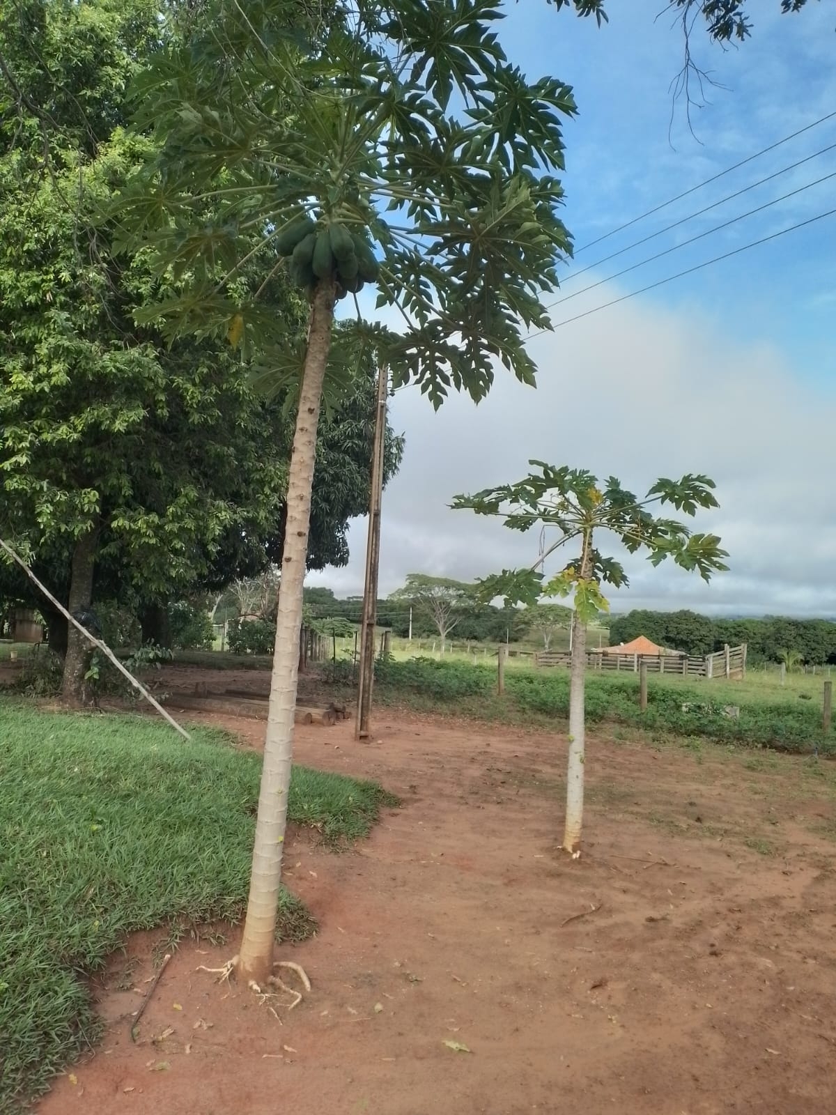 Carica papaya