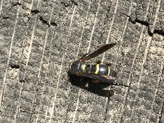 Euodynerus foraminatus