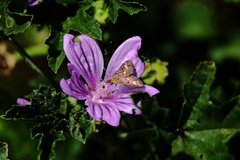 Pyrausta aurata
