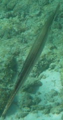Aulostomus maculatus