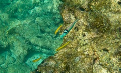 Thalassoma bifasciatum