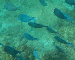 Acanthurus coeruleus
