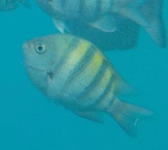 Abudefduf saxatilis